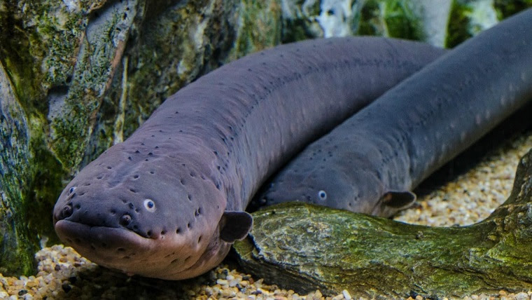 Interesting facts about eels | Just Fun Facts