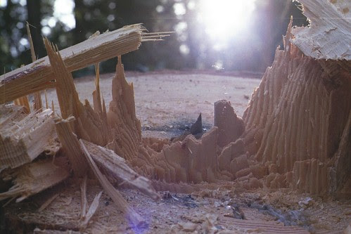 tree stump