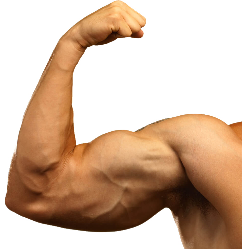 Muscle PNG Image - PurePNG | Free transparent CC0 PNG ...