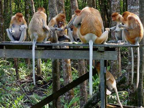 Proboscis monkeys group