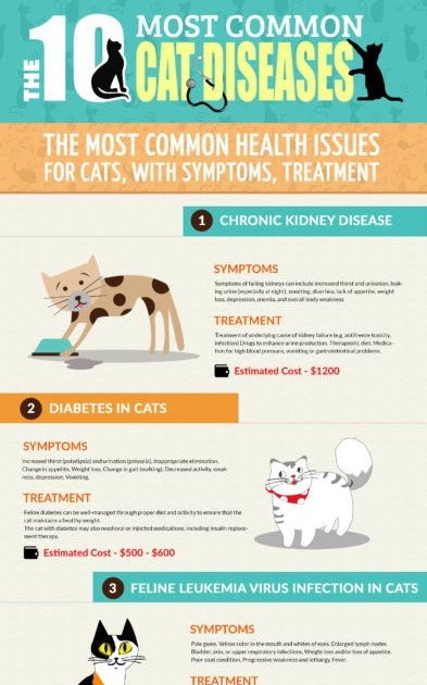 Val Heart And Friends LLC: The 10 Most Common Cat Diseases And Their ...