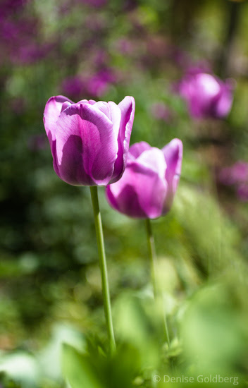 tulips in purple