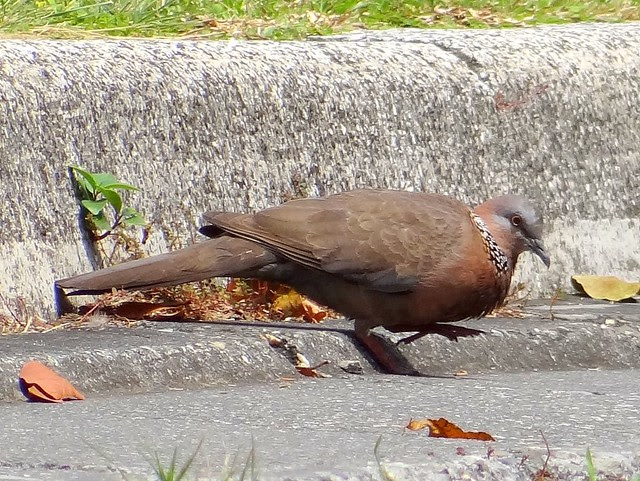 環頸斑鳩/無限台南