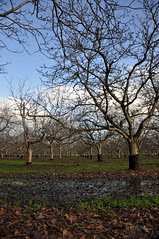 nut orchard