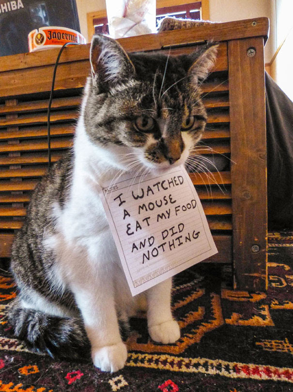 Image result for cat shaming
