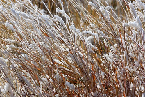 Frosty Grasses 3