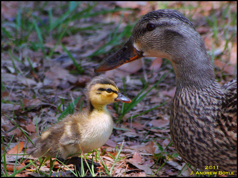 Mallard Mallard