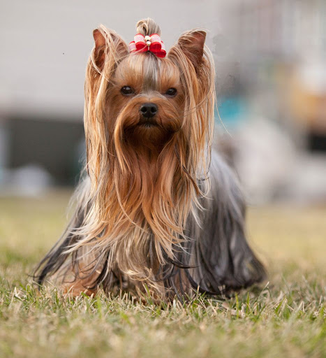 dog bath near me