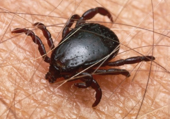 Boala Lyme si ce pericole are muscatura de capusa