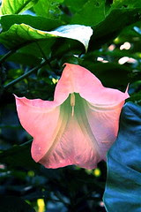 Wild Brugmansia in Ruiz National Park