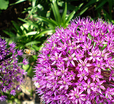 Allium 'Purple Sensation'