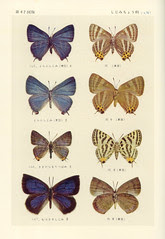 papillon 47