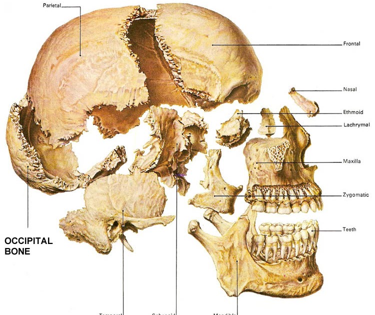 Very popular images: The occipital bone is one of