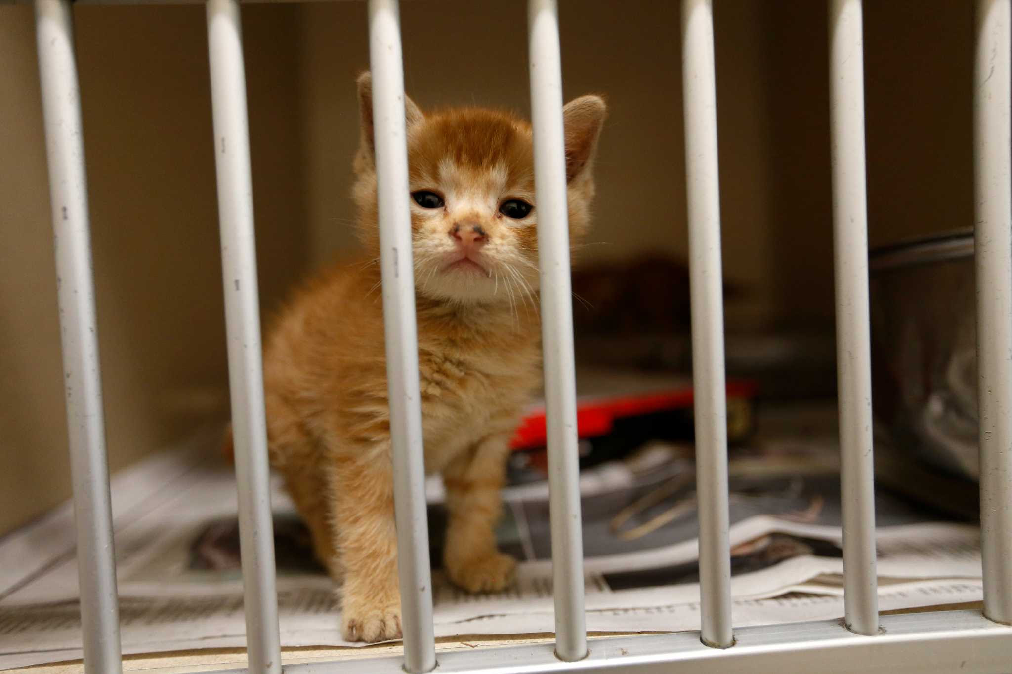 More people means more pets for county s animal shelter More people means more pets for county s animal shelter