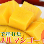沖縄県沖縄市（おきなわし）「ふるさと納税」お礼品に『沖縄市で収穫！完熟アップルマンゴー約1kg（2～3玉）化粧箱』を新たに追加いたしました - ニコニコニュース