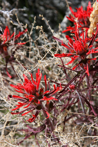 castilleja angustifolia
