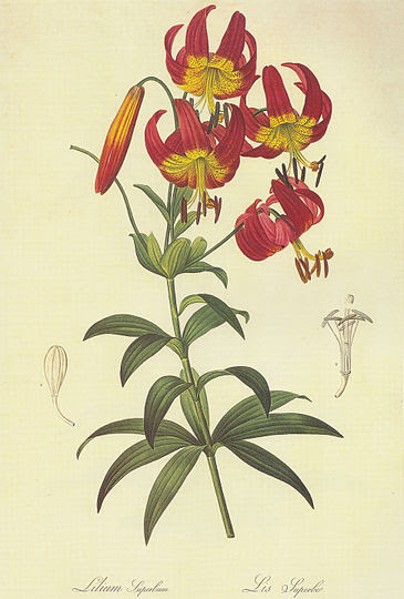 File:Lilium superbum (Lithographie, Pierre-Joseph Redoute).jpg