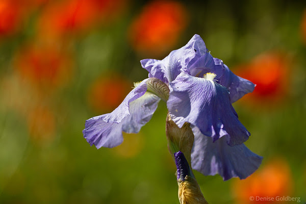 iris, lavender