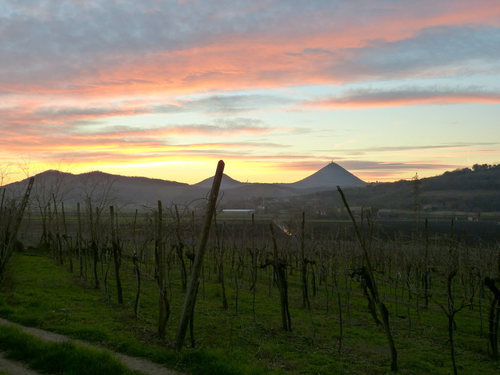 Sunset among the vineyards, Euganean Hills