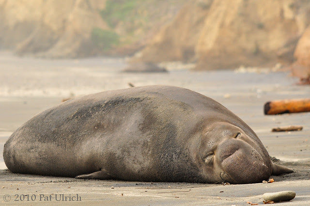 Male northern elephant seal -- Pat Ulrich Wildlife and Nature Photography