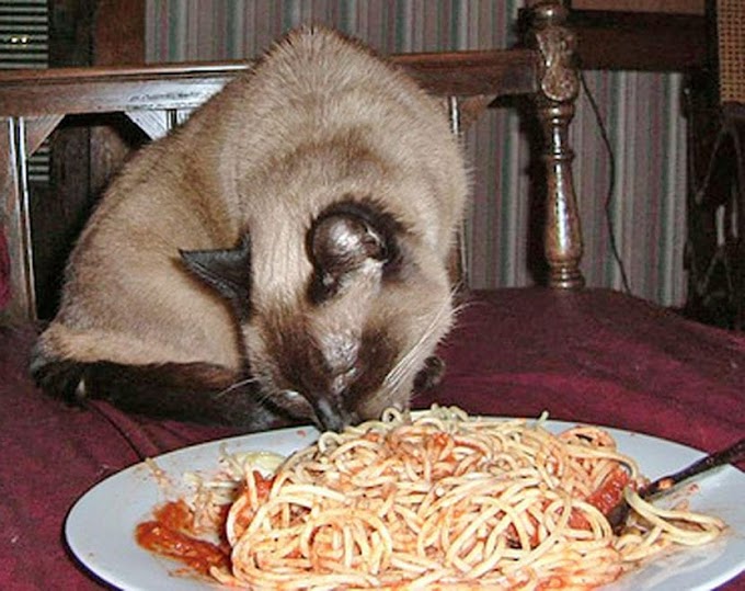 ¿Los gatos pueden comer pasta?