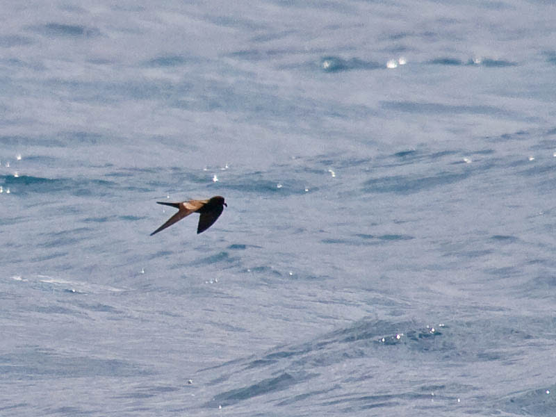 Black Storm-Petrel Black Storm-Petrel