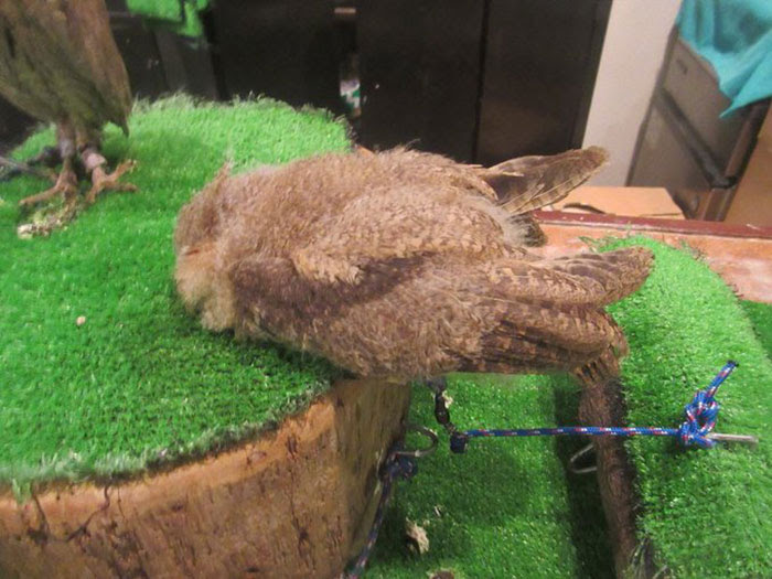 Turns Out, Some Young Owls Sleep Face Down, And The Photos ...