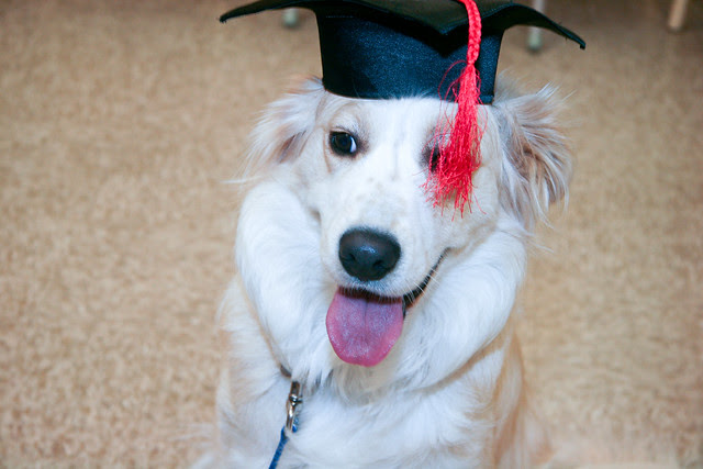 Cidney PetSmart Beginner Education Graduation
