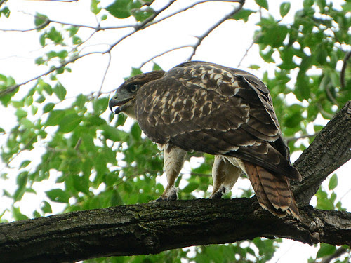 Morningside Park Juvenile Hawk