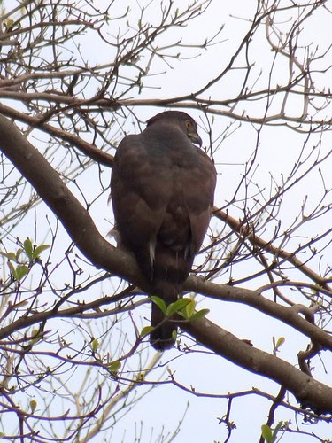 鳳頭蒼鷹/無限台南