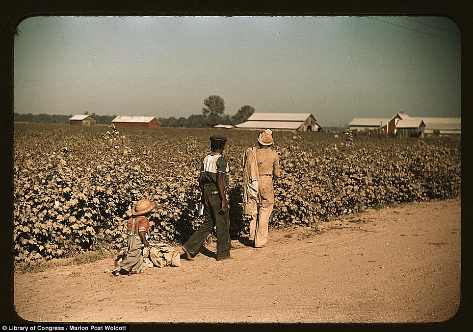 Day laborers picking cotton near Clarksdale, Mississippi