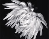 Dahlia--6x6 black and white fine art print - GalleryOneZero