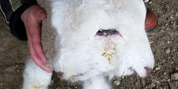 Two Face the lamb was loved dearly by its owners. Photo / Supplied