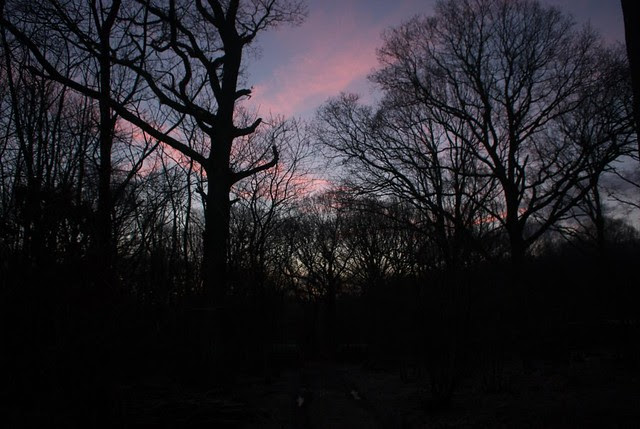 DSC_5516 sunrise in the woods