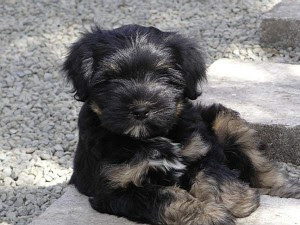 Tibetan Terrier Puppies For Sale Petfinder