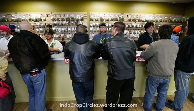 colorado legalkan ganja 03
