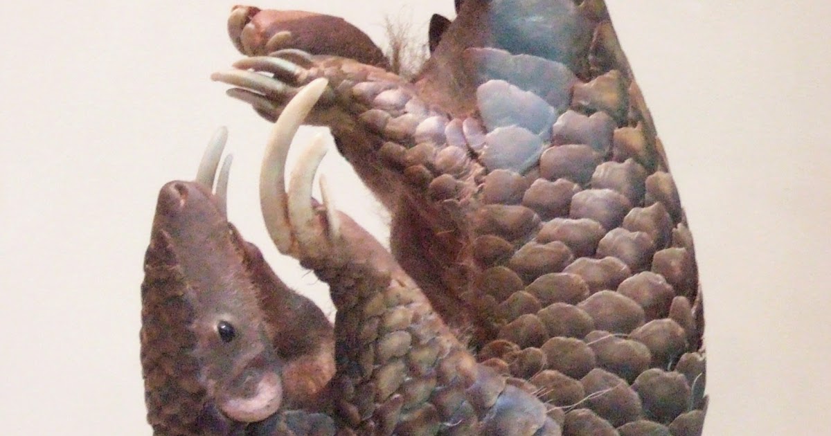 cuddly pangolin