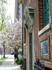 Cherry blossoms