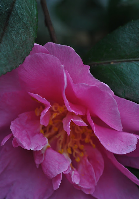 Camellia sasanqua 'Showa-No-Sakae'