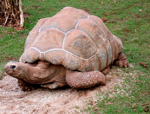 tortoise