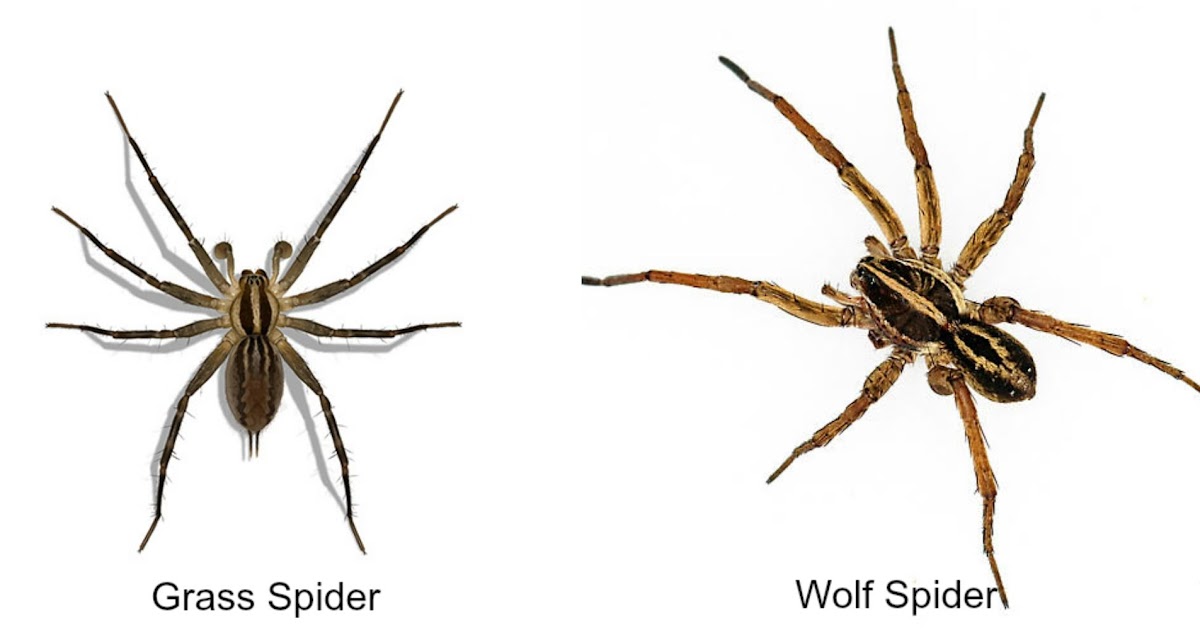 Wolf Spider Vs Grass Spider ~ Wolf Spider