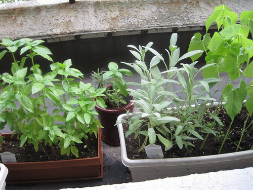 Urban Garden:basil, rosemary, sage, beans