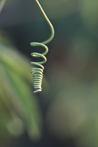 sprung