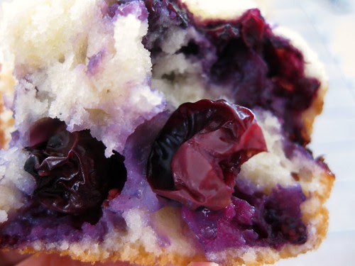 muffinblueberry (2)