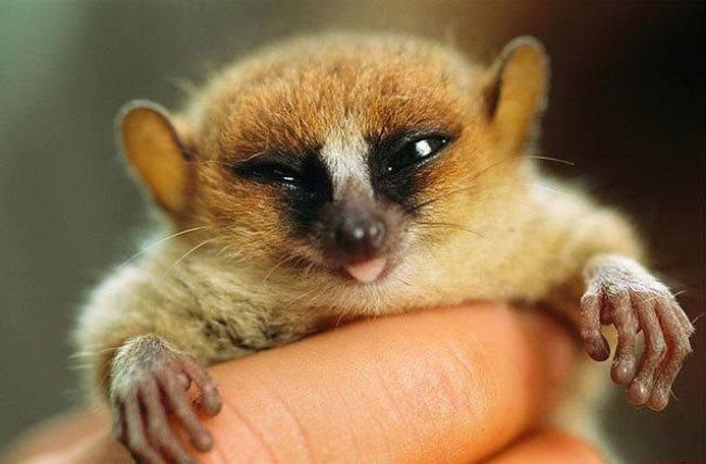 25 animals that know how to properly ask for cookies