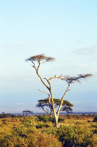Kilimanjaro