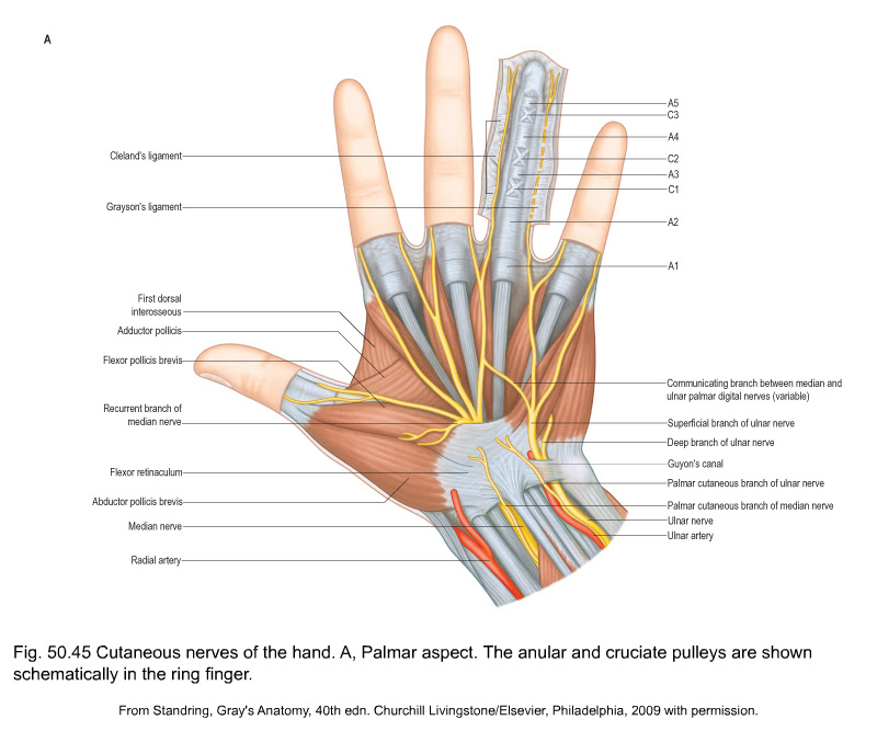 Thumb Anatomy Nerves - Anatomy Drawing Diagram