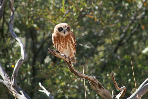 Owl