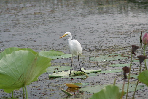 Great Egret Ardea alba Fogg Dam