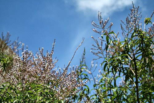20090615-vs-1507